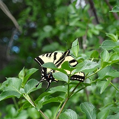 papilio rutulus - Western Tiger Swallowtail papilio rutulus